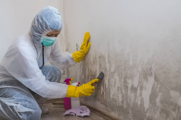 Best Mold Remediation for Healthcare Facilities  in Southfield, MI