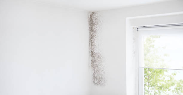 Mold Documentation for Insurance Claims in Southfield, MI