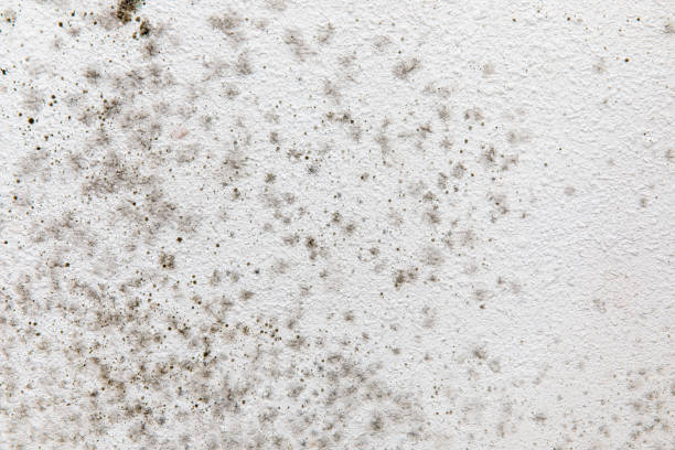 Mold Odor Removal Services in Southfield, MI