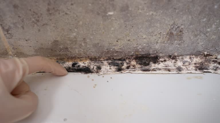 Best Black Mold Removal  in Southfield, MI